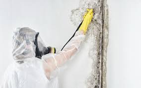 South Pasadena, FL Mold Removal Services Company